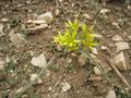 Gagea gageoides